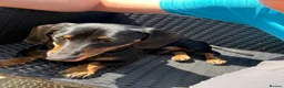 Dachshund dogs for stud: Mini dachshund black a tan for stud - Advert 3