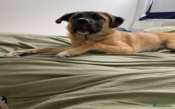 Mixed Breed dogs for sale: Billy - Image 2