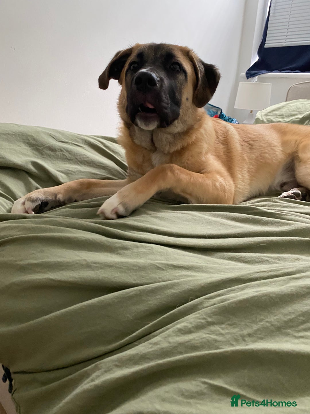 Mixed Breed dogs for sale: Billy - Image 2
