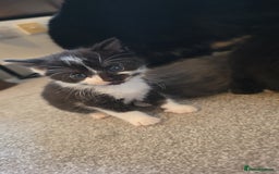 Mixed Breed cats for sale: Kittens for sale  - Image 7