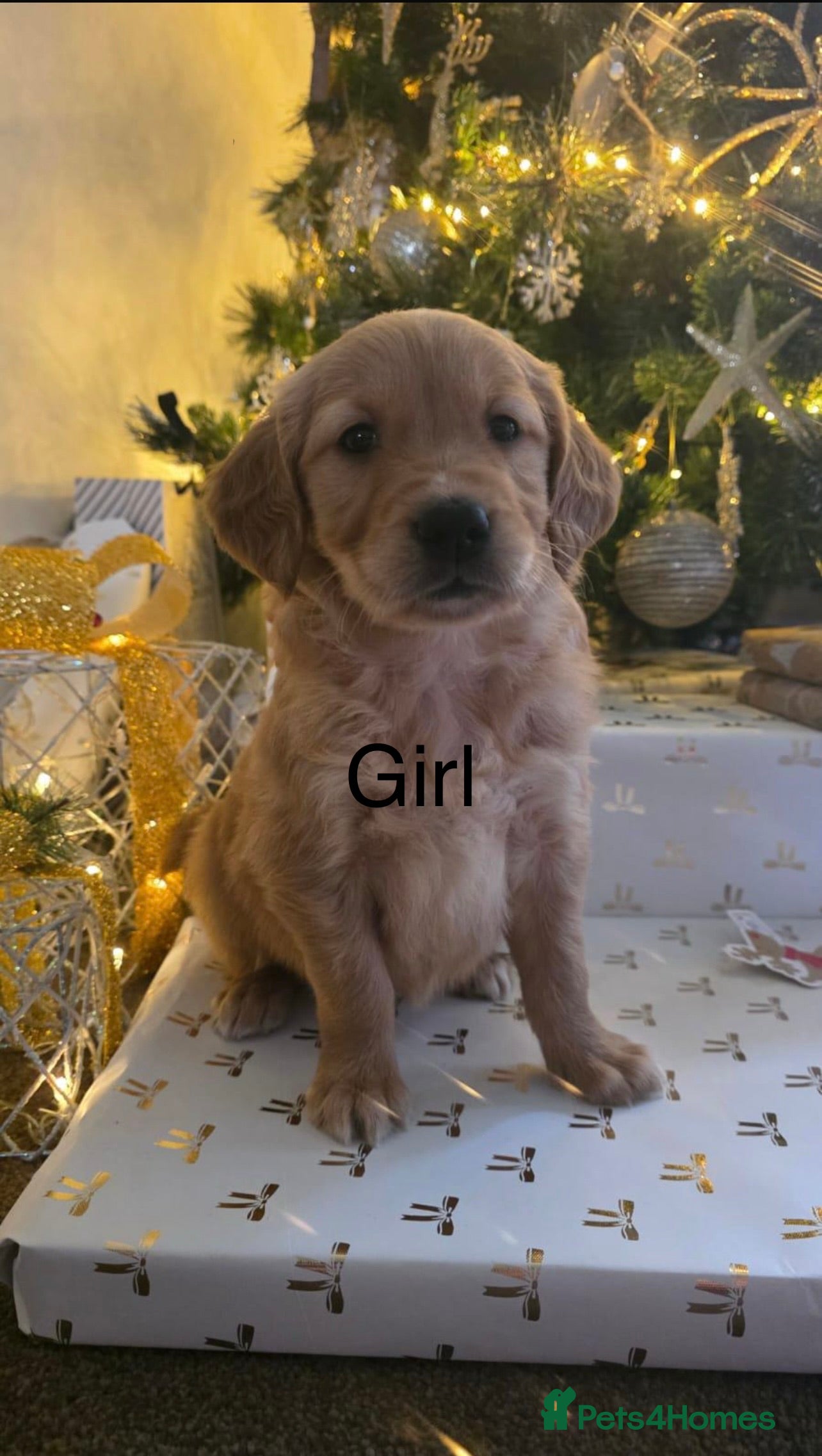 Golden Retriever dogs Dark Working Golden Retriever puppies - Advert 5