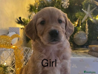 Golden Retriever dogs Dark Working Golden Retriever puppies - Advert 5