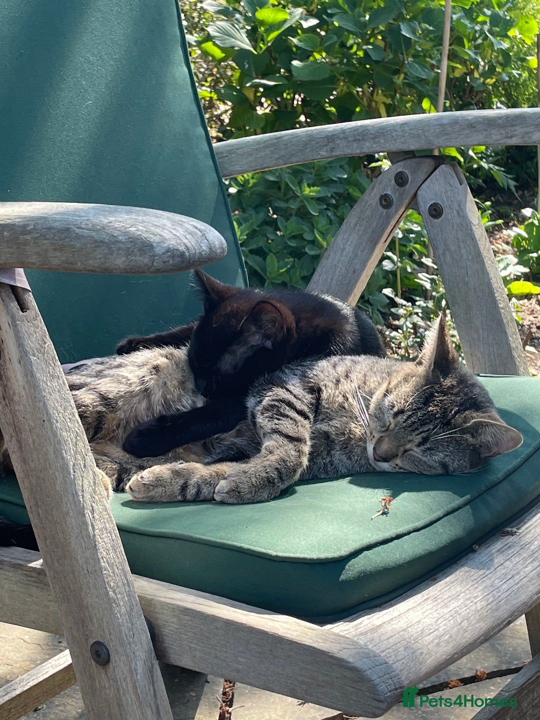 Domestic Shorthair cats for sale: Two darling black female kittens for sale in Bagshot - Image 2
