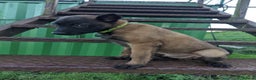 Belgian Shepherd Dog dogs for sale: Belgian Malinois - Advert 15