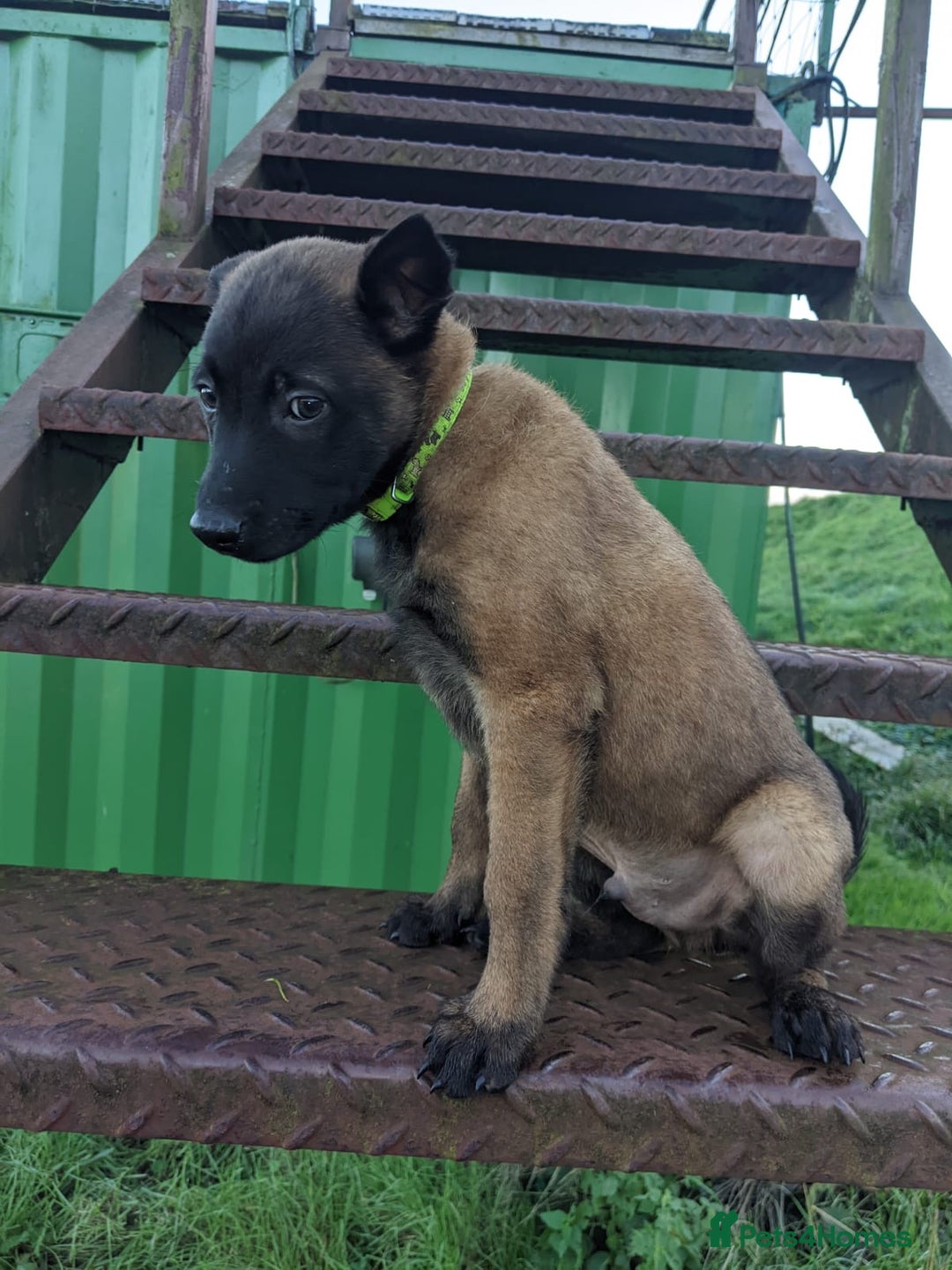 Belgian Shepherd Dog dogs for sale: Belgian Malinois - Advert 15