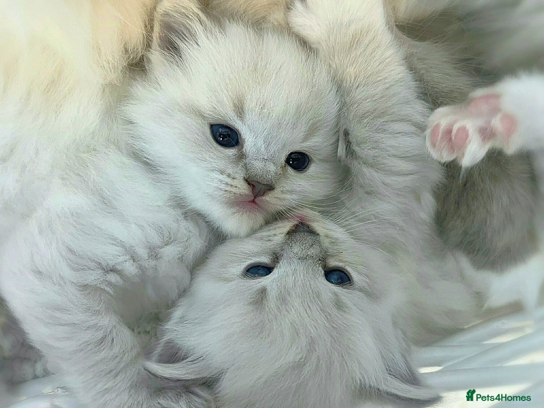 Ragdoll cats for sale: 🩵Pure Ragdoll Kittens Ready to be Reserved🩷 - Advert 4