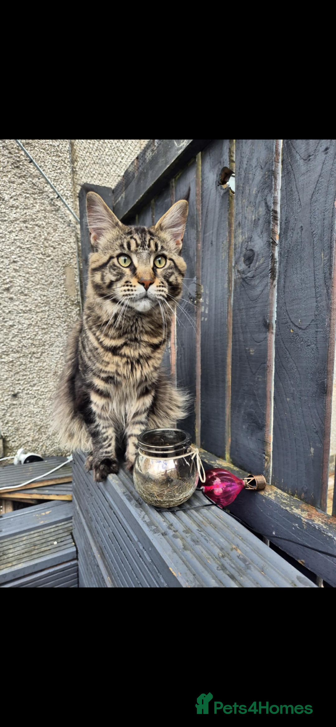 Bengal cats for sale: Bengal/Maine Coone kittens - Advert 11