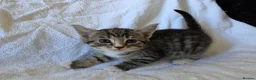 Persian cats for sale: Fluffy Perisan Kittens looking for Forever Homes in Edinburgh - Advert 16