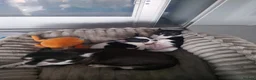 Chihuahua dogs for sale: KC regstered Chihuahua boy and girl  - Advert 7