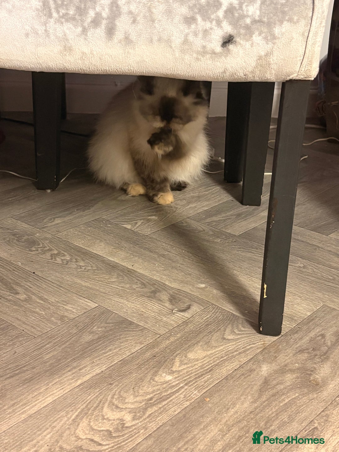 Mixed Breed cats for sale: Himalayan x Mainecoon  - Advert 19