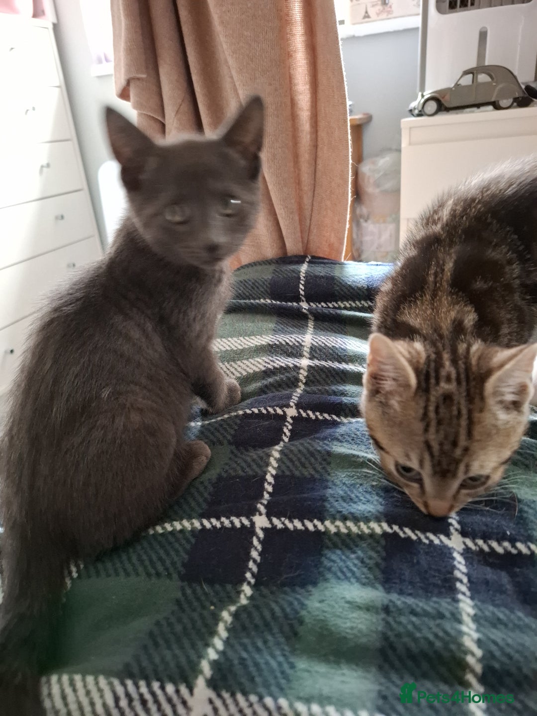 Mixed Breed cats for sale: 8 week kittens - Image 11