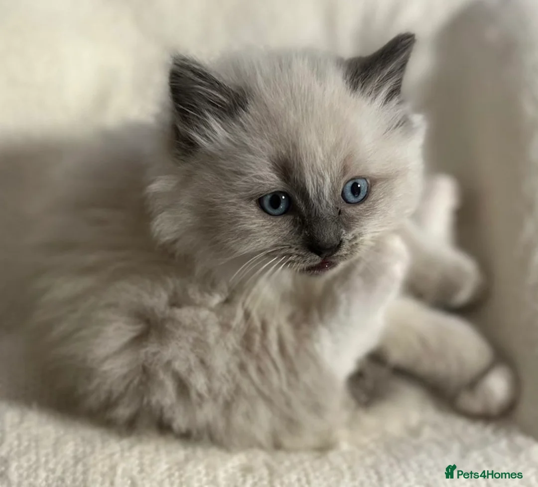 Ragdoll cats for sale: Ragdoll Kittens - Advert 28