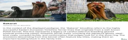 Yorkshire Terrier dogs for sale: Two K.C Yorkshire terrier boys champion bloodlines - Advert 22