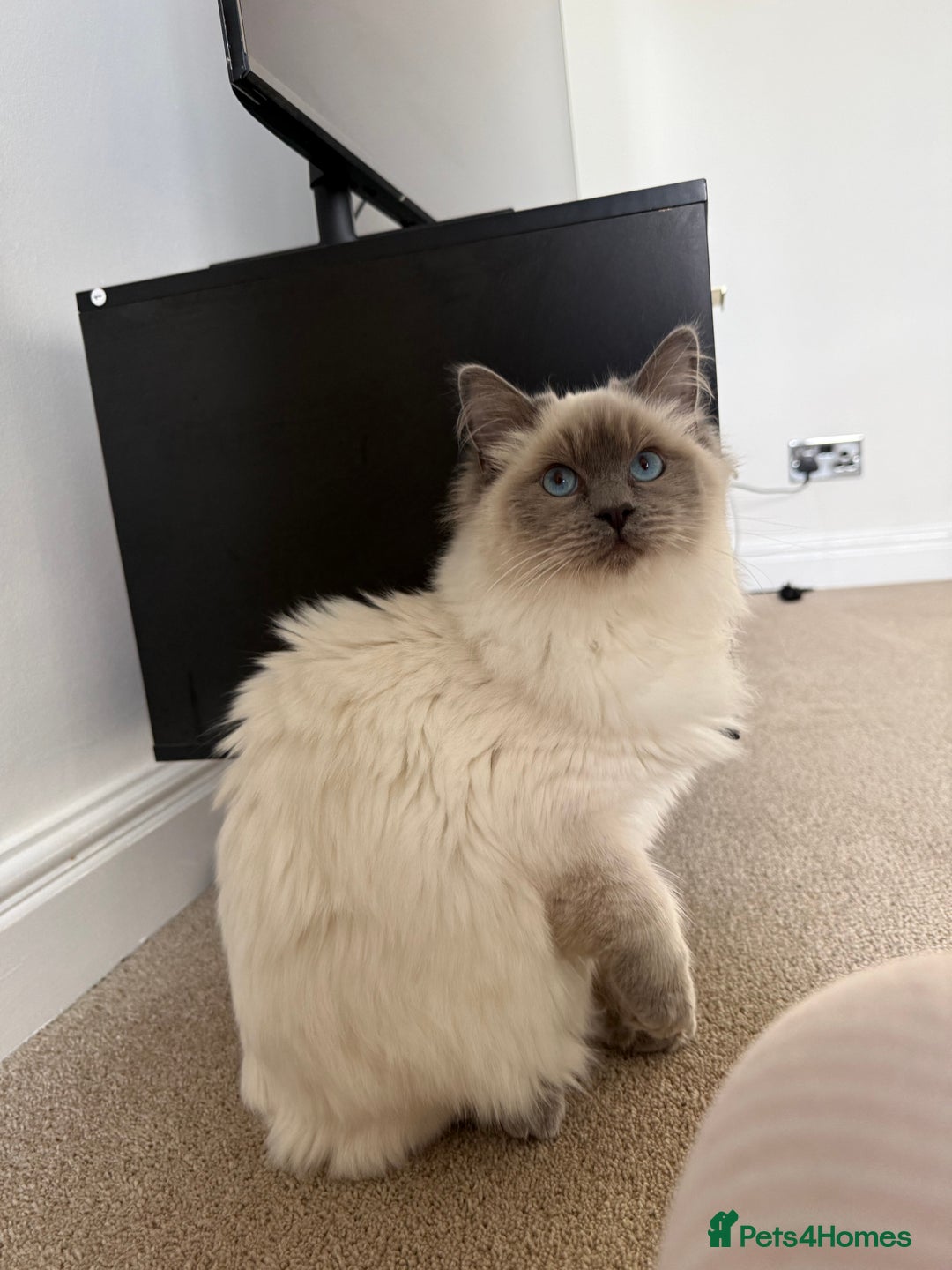 Ragdoll cats for sale: 1 GCCF Ragdoll Blue Point Boy left - Advert 2