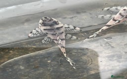 Plecos fish for sale: L236sw 1” and 2” available  - Image 4