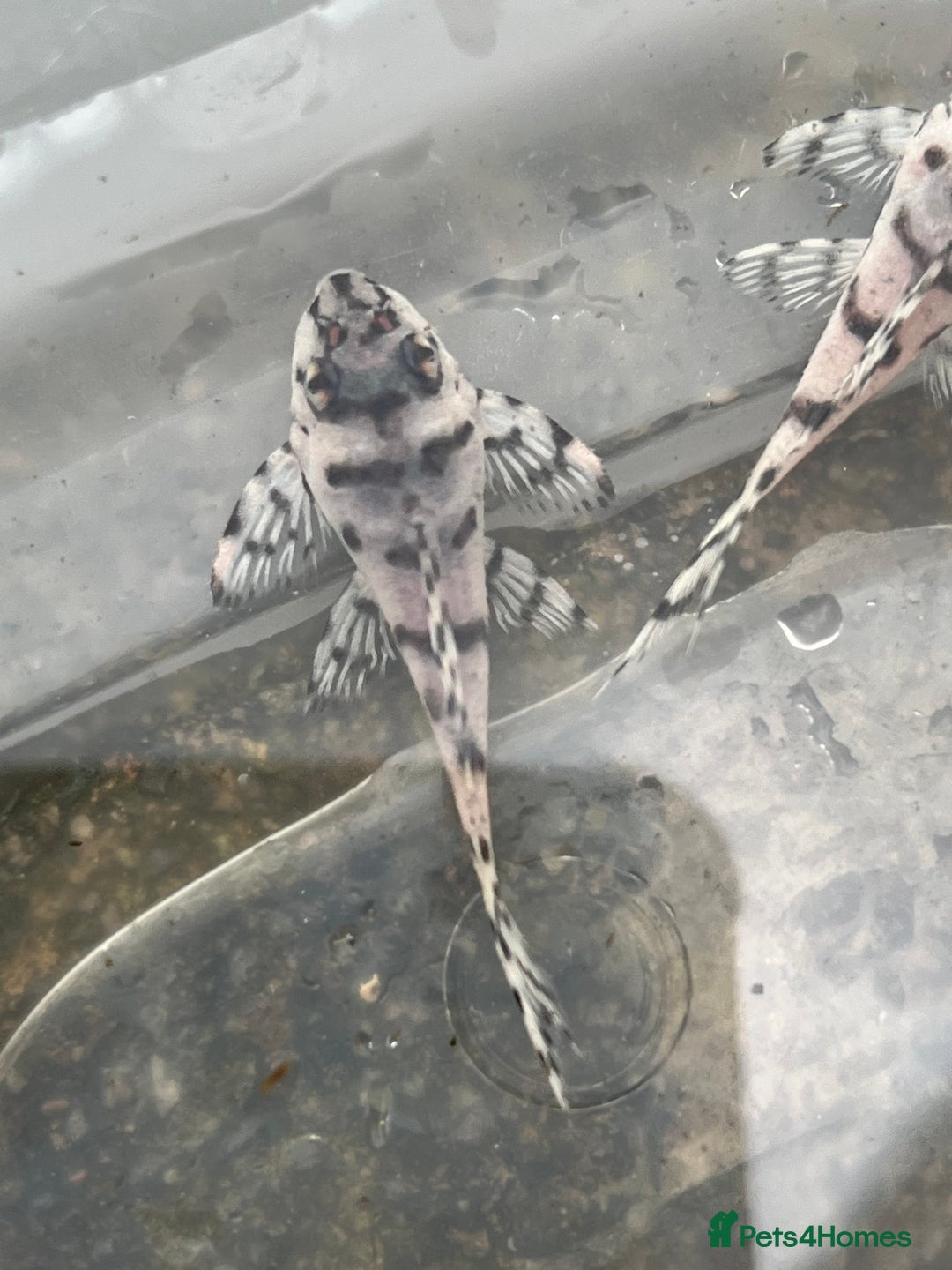 Plecos fish for sale: L236sw 1” and 2” available  - Image 4