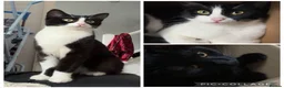 Mixed Breed cats for sale: 3 cats  in Southampton - Advert 1