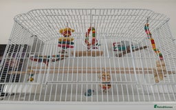 Budgerigars birds for sale: Male budgie (baby blue + white) - Image 2