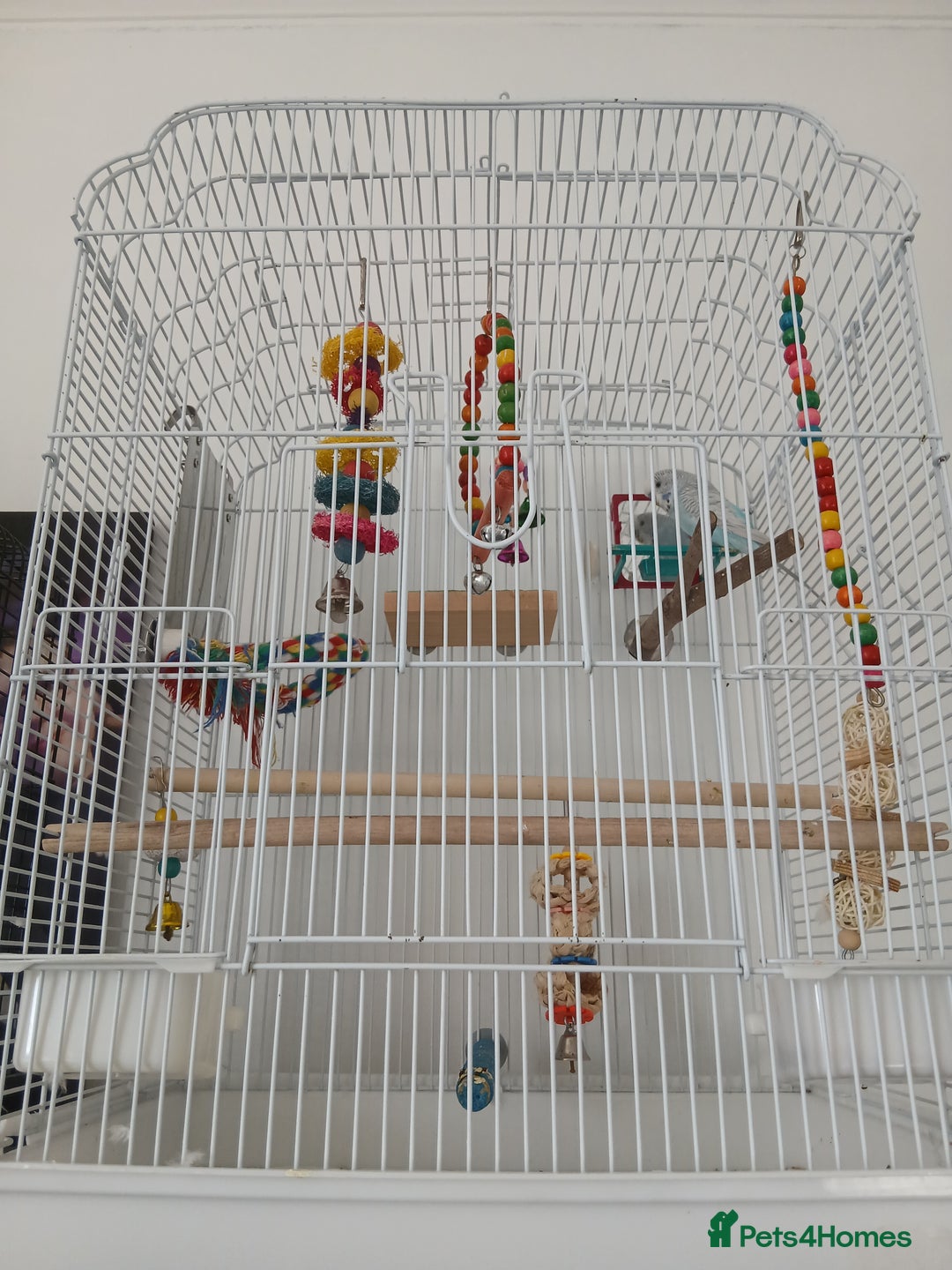 Budgerigars birds for sale: Male budgie (baby blue + white) - Image 2