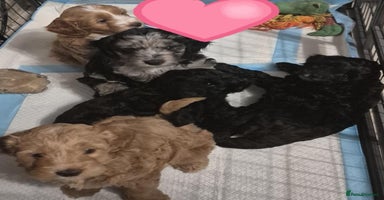 Cockapoo dogs - Advert 11