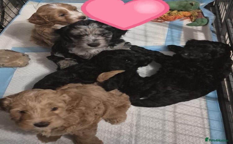 Cockapoo dogs - Advert 8