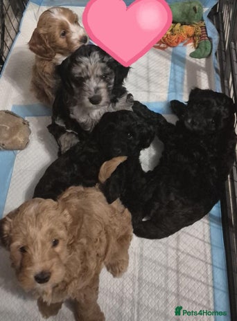 Cockapoo dogs - Advert 3