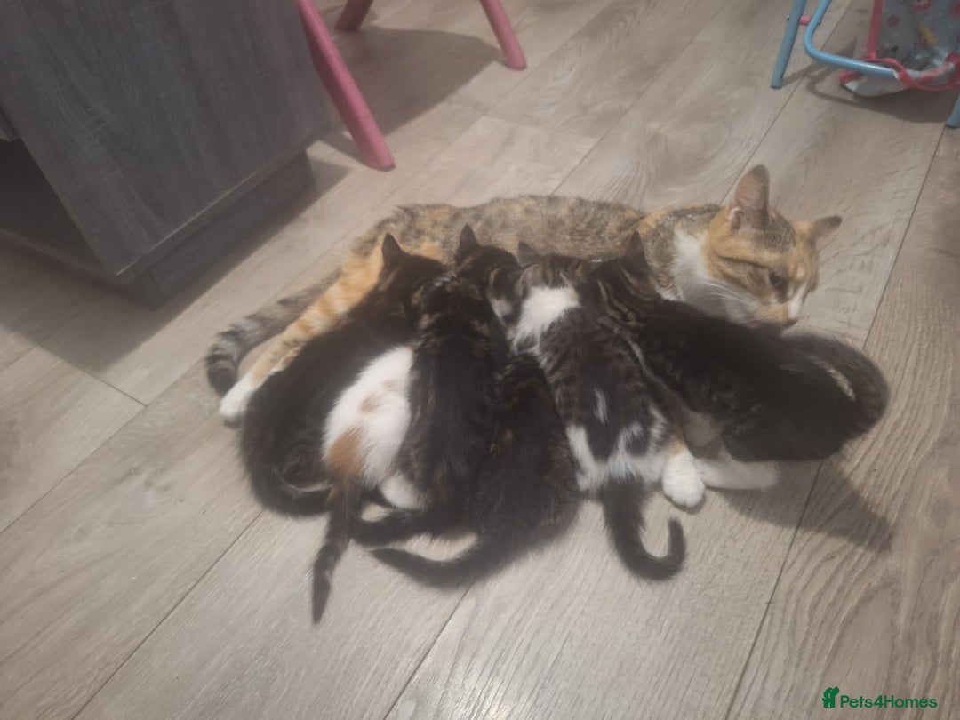 British Shorthair cats for sale: beautiful kittens available to pick up - Image 19