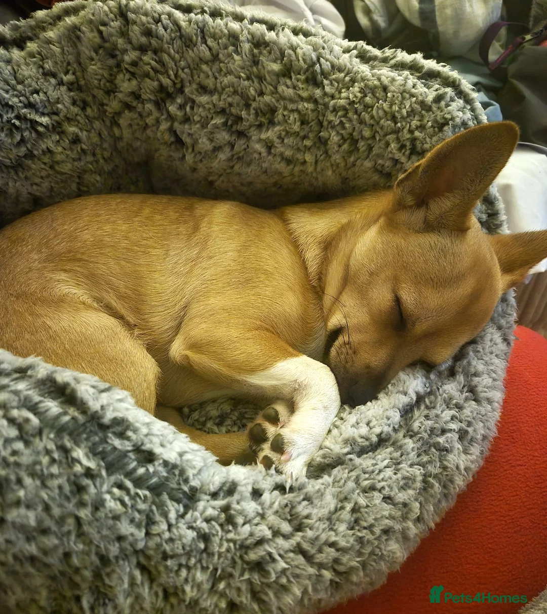 Pomchi dogs for adoption: ✨Meet NIRVANA, a Beautiful Lady for a Loving Home✨ in Nottingham - Advert 4