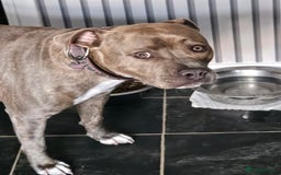 Staffordshire Bull Terrier dogs for sale: Staffordshire bull terrior - Image 4