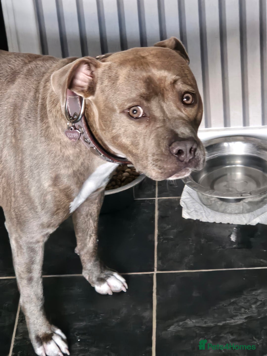 Staffordshire Bull Terrier dogs for sale: Staffordshire bull terrior - Image 4
