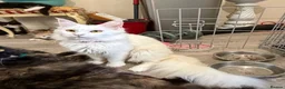Maine Coon cats for sale: White female Maincoon  - Advert 2