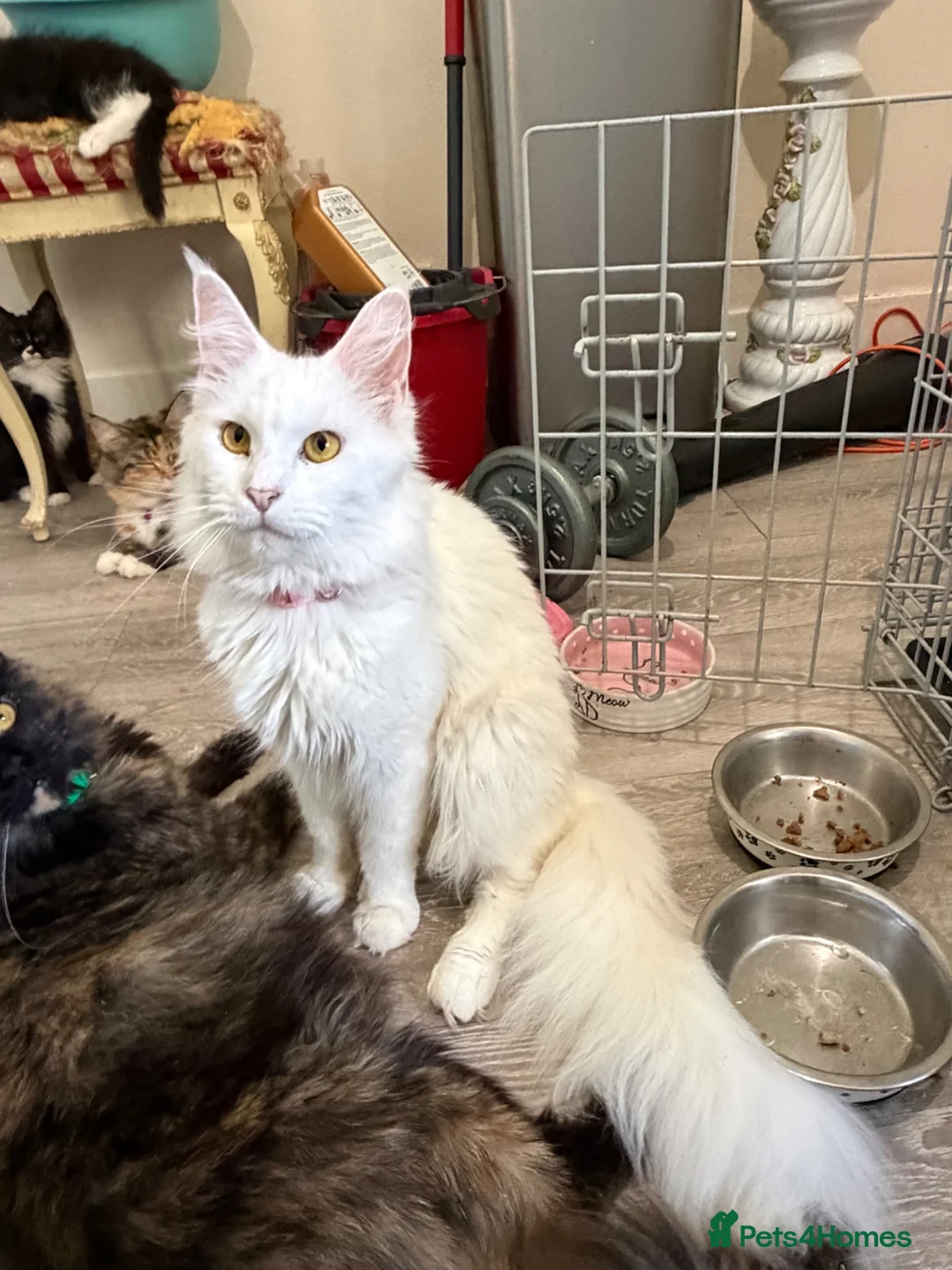 Maine Coon cats for sale: White female Maincoon  - Advert 2