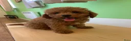 Toy Poodle dogs for sale: Toy poodle puppies - Advert 3