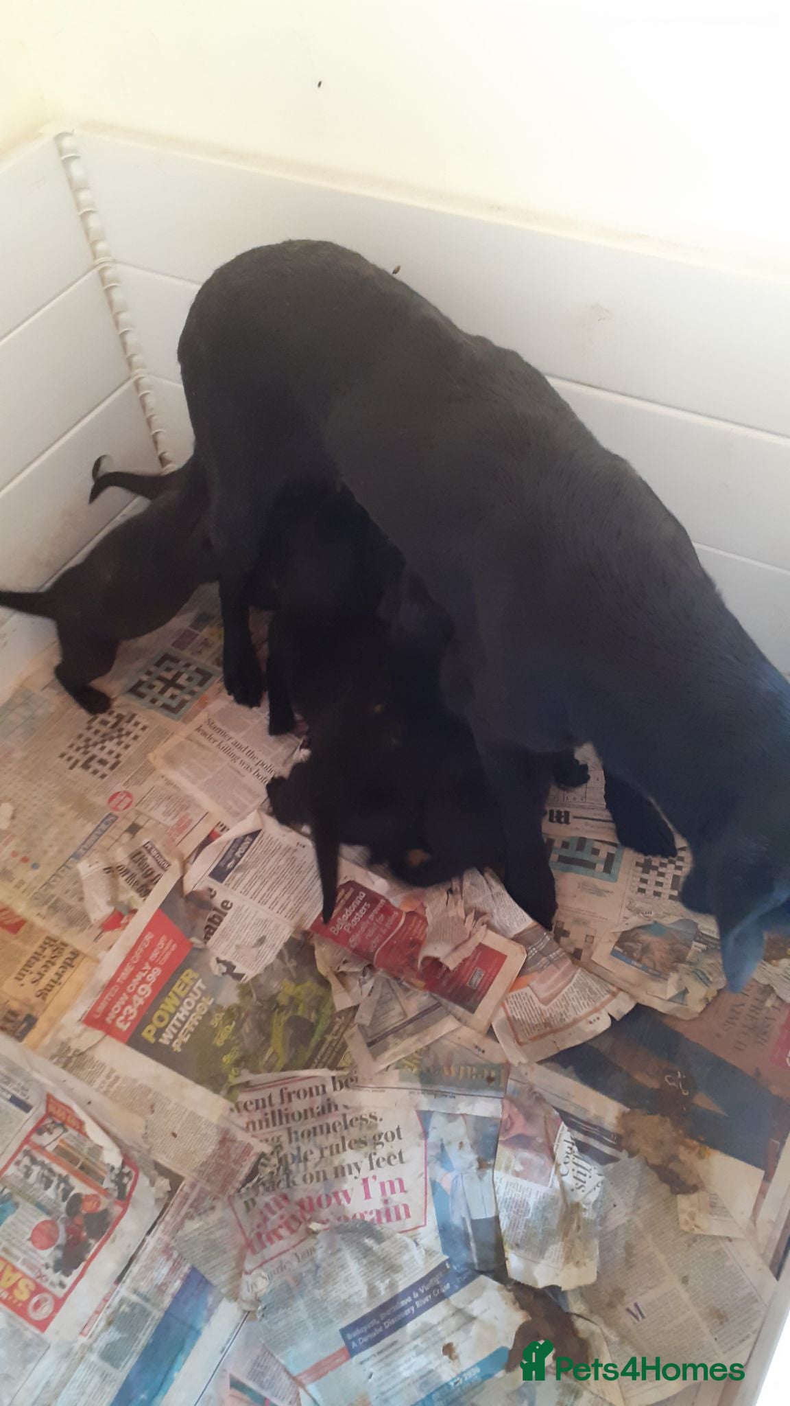 Labrador Retriever dogs Extremely Well Bred Labrador Pups for Sale - Advert 10