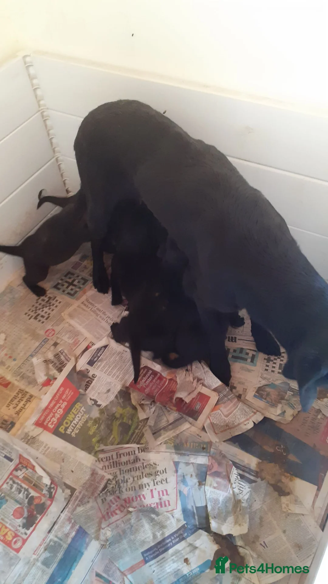 Labrador Retriever dogs for sale: Extremely Well Bred Labrador Pups for Sale - Advert 1