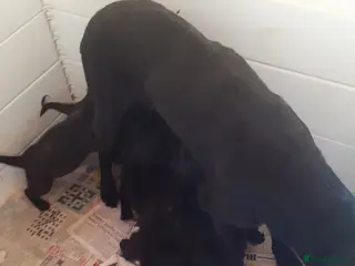 Labrador Retriever dogs Extremely Well Bred Labrador Pups for Sale - Advert 10