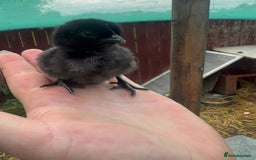 Chickens poultry for sale: RARE Ayam Cemani chicks - Image 3