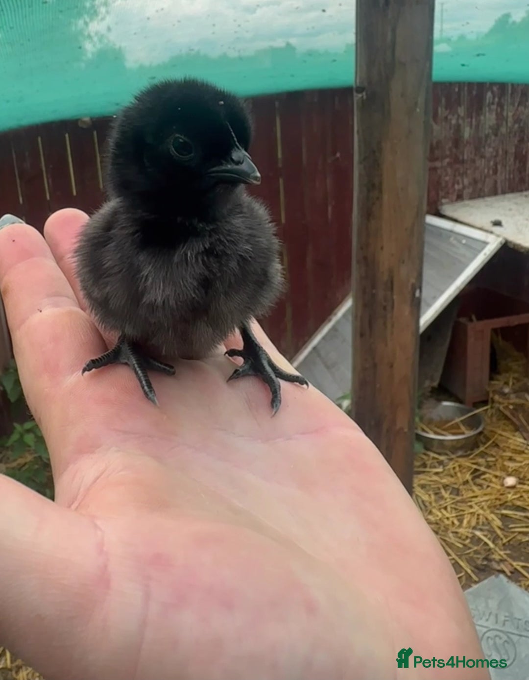 Chickens poultry for sale: RARE Ayam Cemani chicks - Image 3