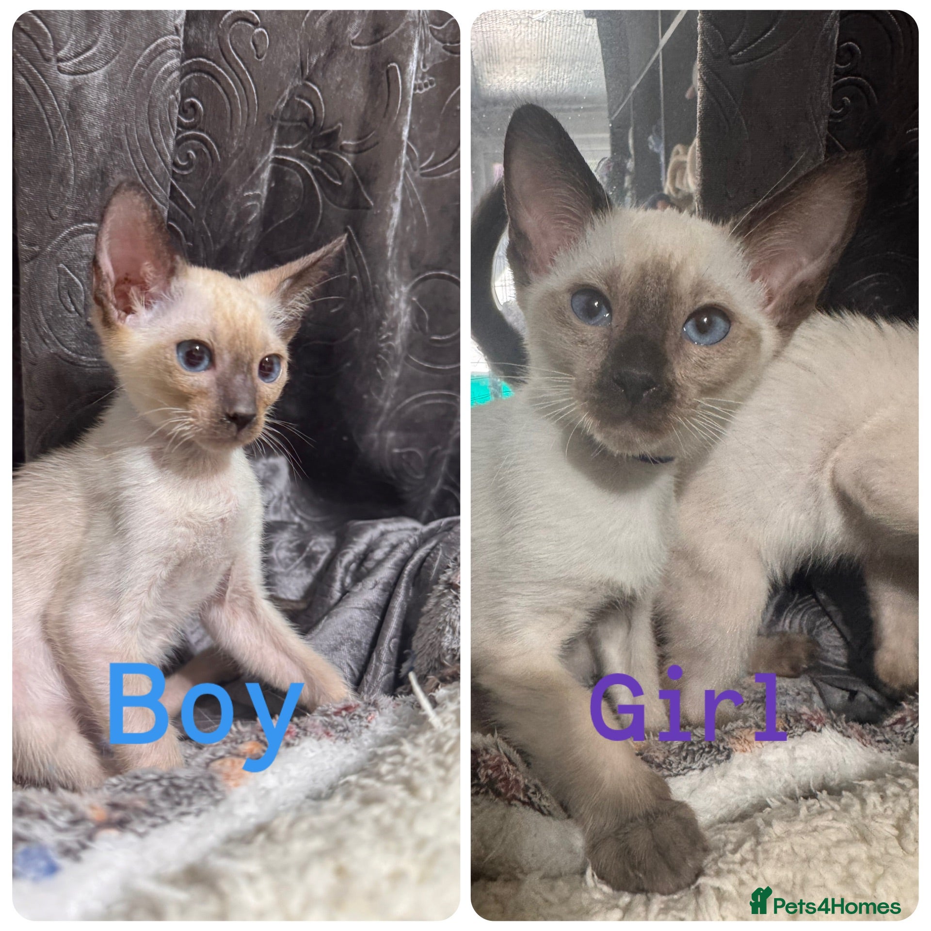 Siamese cats 2 affectionate traditional Siamese kittens ready - Advert 1
