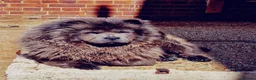 Chow Chow dogs for sale: DWKC PURE CHOW CHOW PUPS - Advert 3