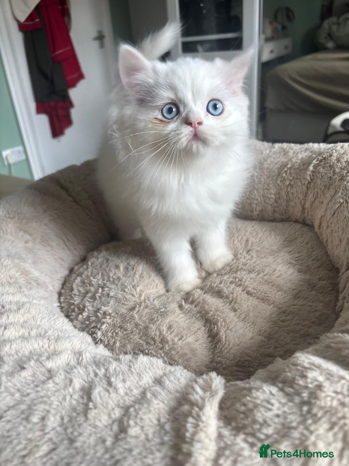 Persian cats 5 adorable Persian kittens for sale - Advert 17