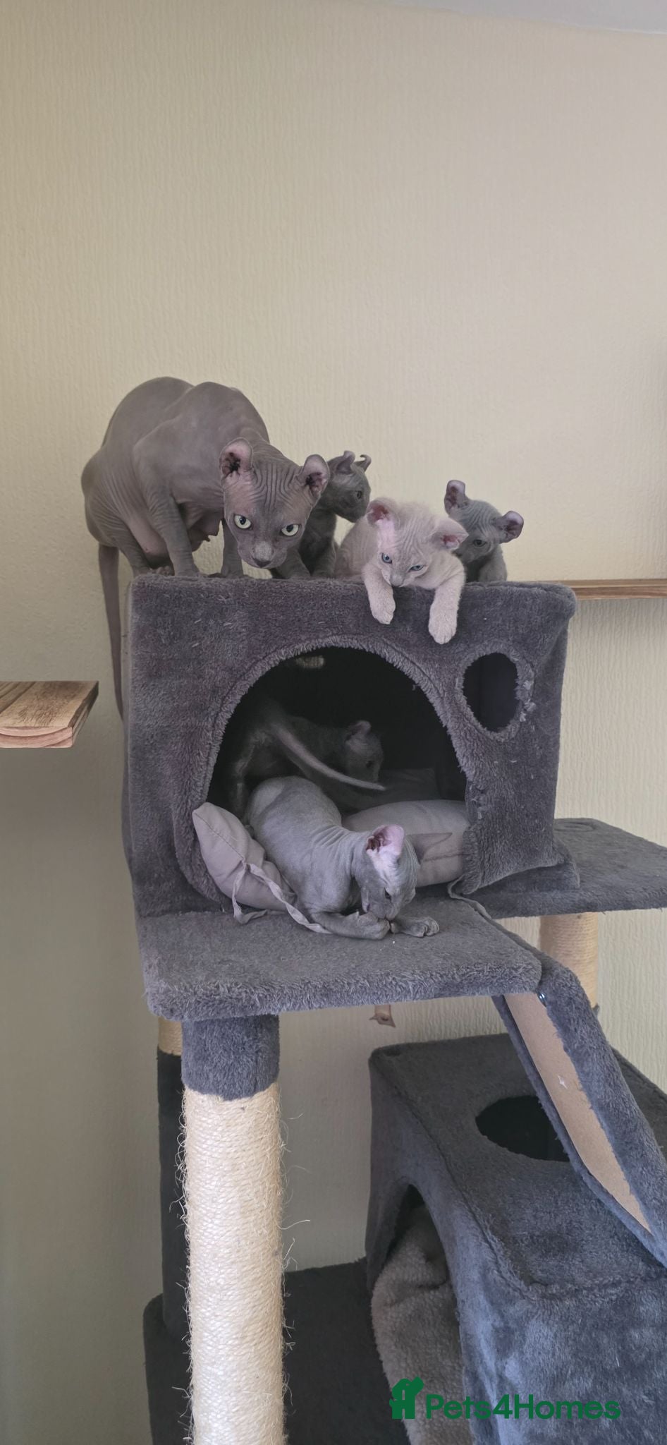 Sphynx cats Sphynx Elf & Peterbald Kittens - Advert 1