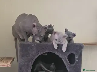 Sphynx cats Sphynx Elf & Peterbald Kittens - Advert 15