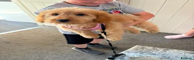Cavapoo 1