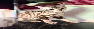 Bengal 4