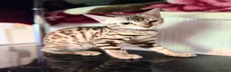 Bengal cats for sale: TICA, GCCF Champion Bloodline Bengal Kittens in London - Advert 32