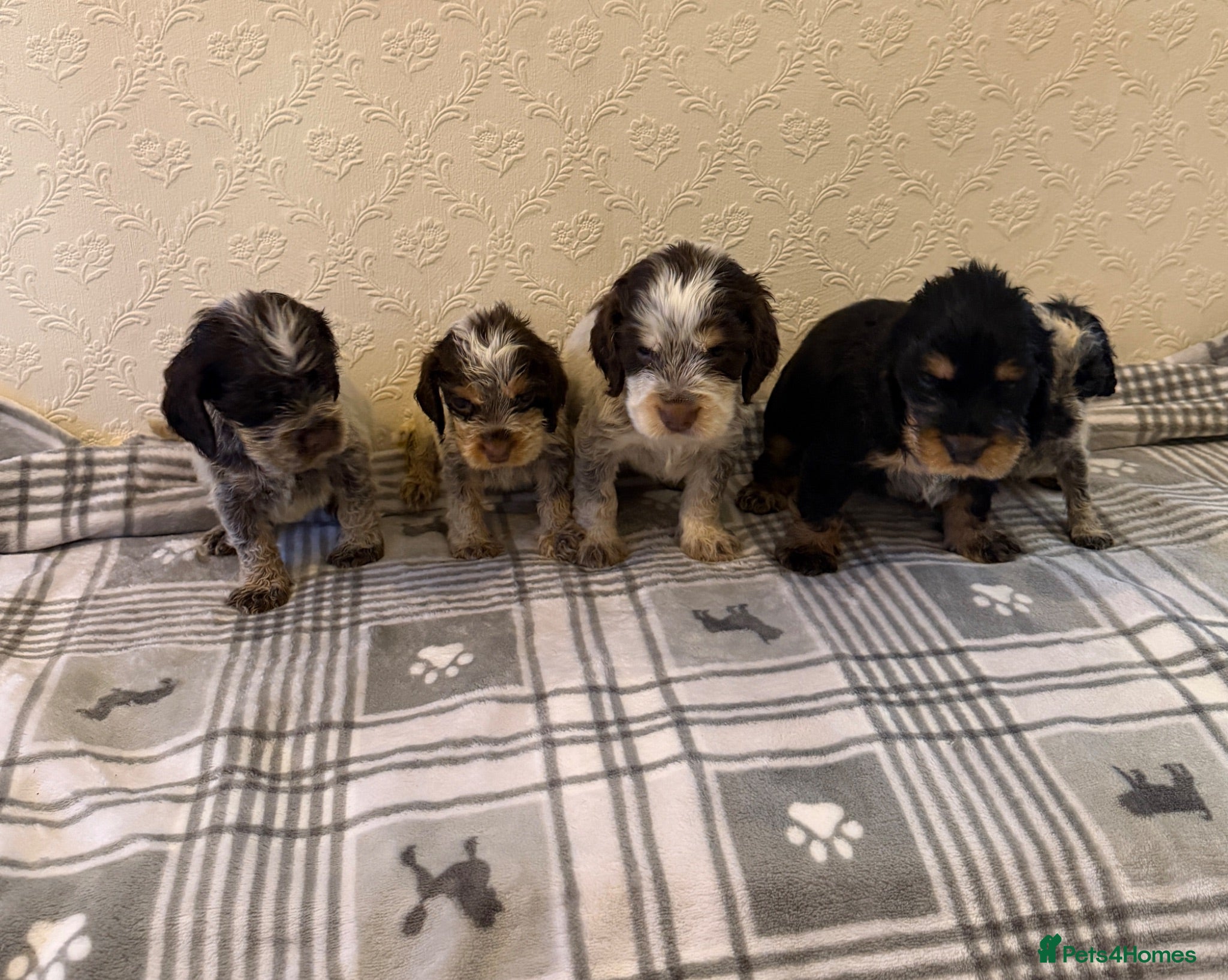 Cocker Spaniel dogs ❤️ Beautiful KC Show Cocker Spaniel Puppies ❤️ - Advert 2