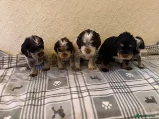Cocker Spaniel dogs ❤️ Beautiful KC Show Cocker Spaniel Puppies ❤️ - Advert 2