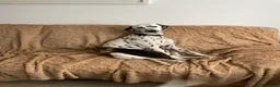 Dalmatian dogs for sale: Potential rehome - male LUA Dalmatian  - Advert 17