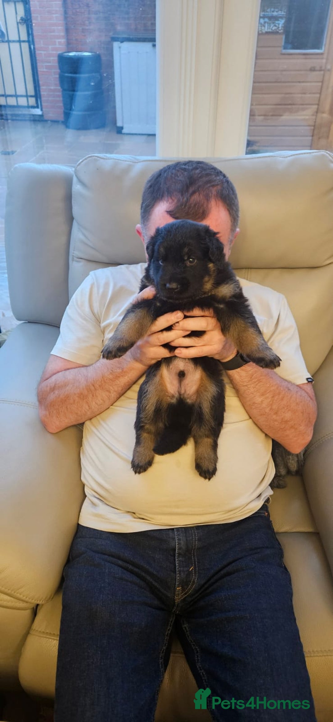 German Shepherd dogs for sale: German shepherd pups  - Image 7